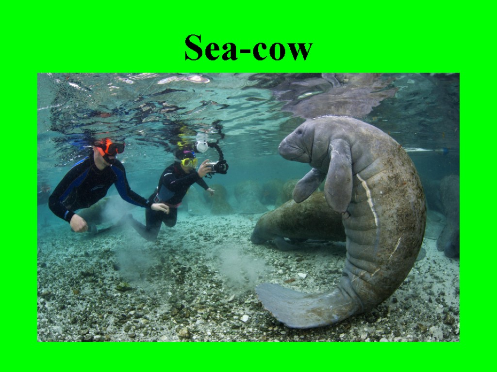 Sea-cow